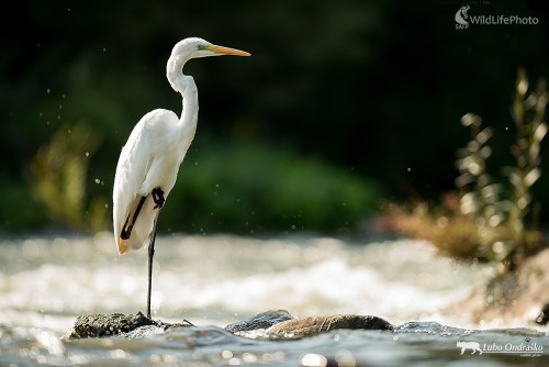 Biela pani, Ľubomír Ondráško
