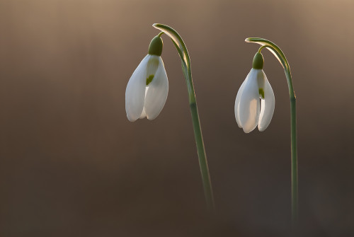 Snežienky, Peter Fodor