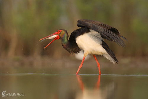 Rybolov na čierno, Dominik Kalata