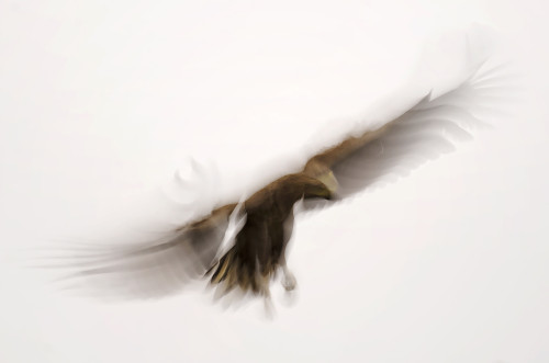 Pristávanie, Peter Fodor