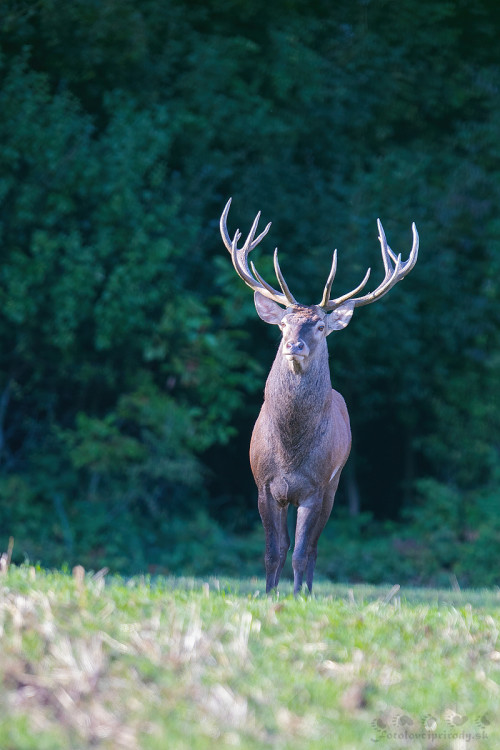 Príchod kráľa , Martin Vondra