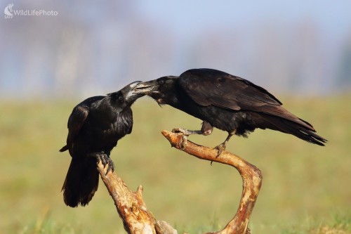 Utužovanie páru, Vladimír Michalec