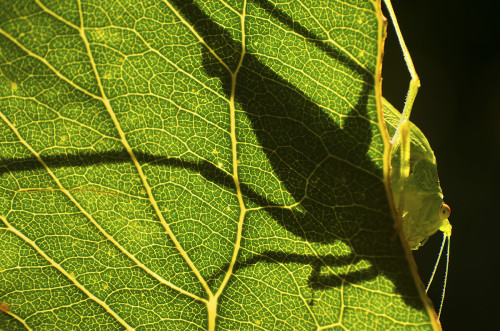 Kamufláž, Peter Fodor