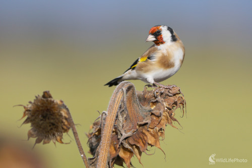 Stehlík pestrý, Dominik Kalata