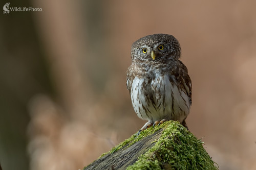 Sovička, Ľubomír Ondráško