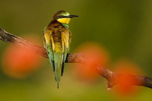 Včelárik a vlčí mak, Peter Fodor