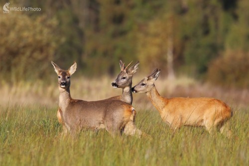Jesenné presrsťovanie, Vladimír Michalec