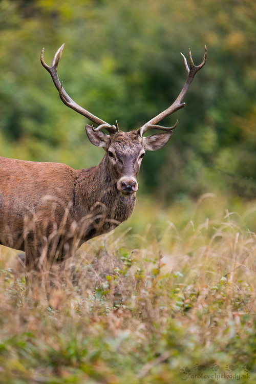 Priamo pred objektív , Martin Vondra