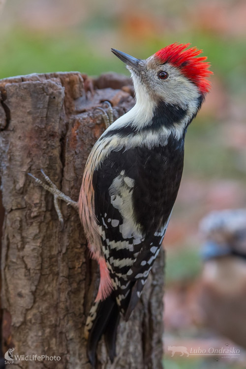 Pankáč, Ľubomír Ondráško