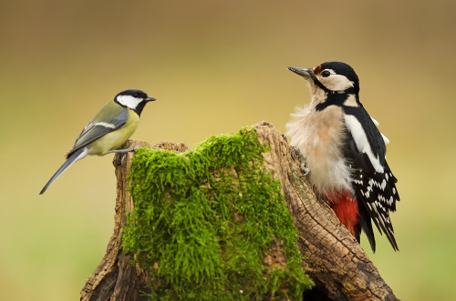 Konkurencia, Peter Fodor