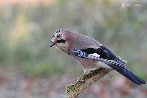 Sojka, Ľubomír Ondráško
