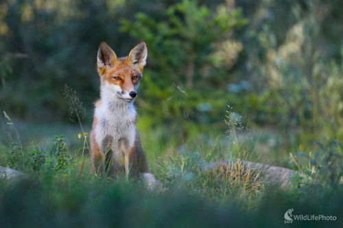 Líška hrdzavá, Dominik Kalata