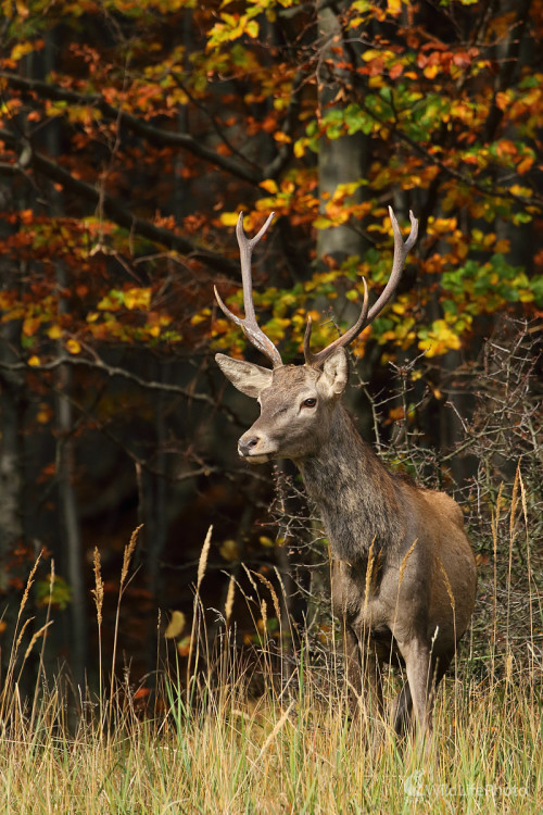 Jelienok, Peter Jurík