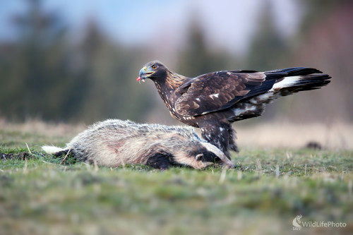 Orol skalný, Dominik Kalata