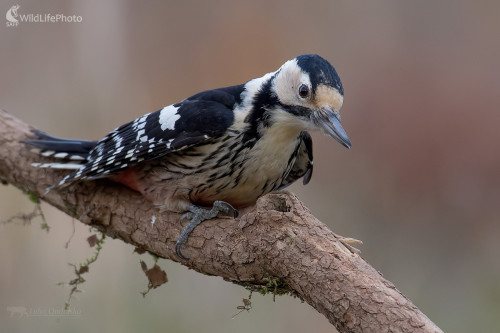 Ďateľ, Ľubomír Ondráško