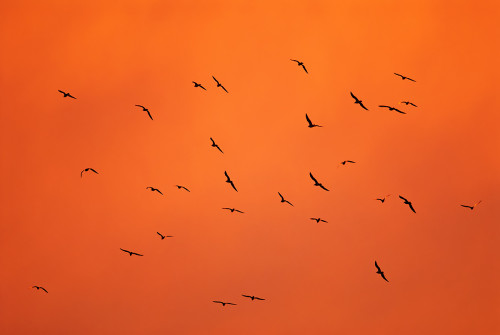 Hračky vo vetre, Peter Fodor