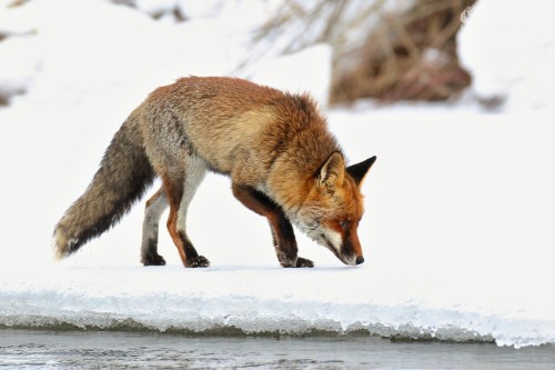 S nízkym nosom, Vladimír Michalec