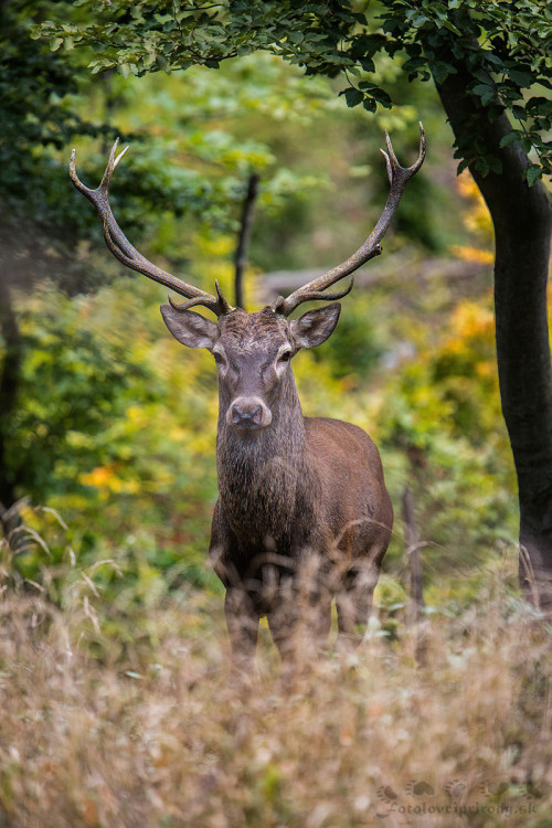 Jelenia ruja 2019, Martin Vondra