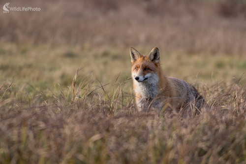 Kmotra, Ľubomír Ondráško
