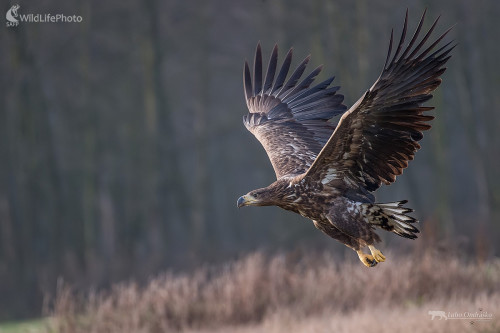 Letovka, Ľubomír Ondráško