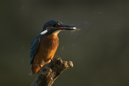 Posledné pohyby..., Peter Fodor