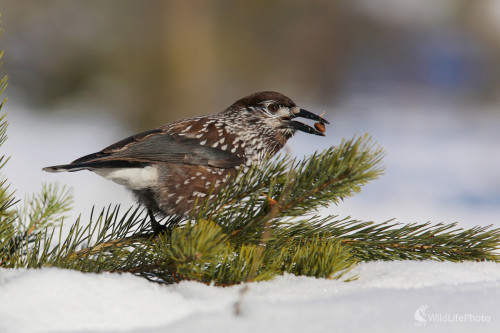 Orešnica perlavá, Dominik Kalata