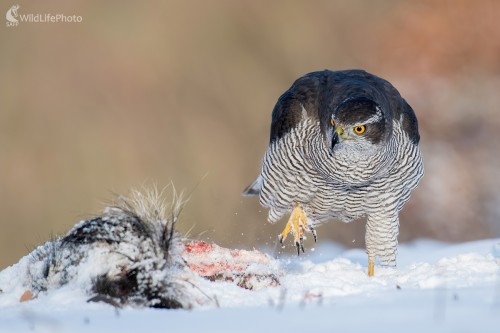 Jastrab, Ľubomír Ondráško