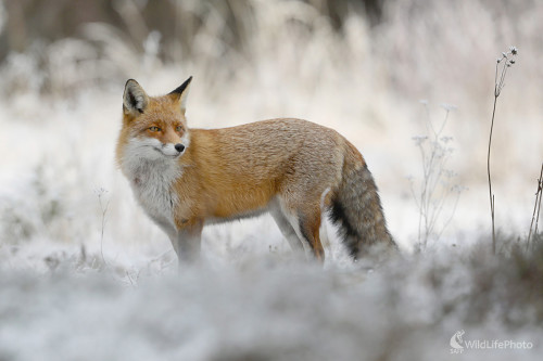 Mrazivé ráno, Dominik Kalata