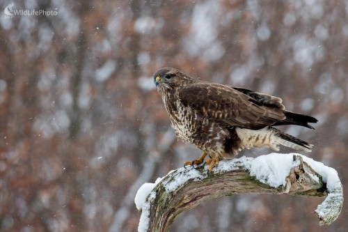 Myšiak v zime, Ľubomír Ondráško
