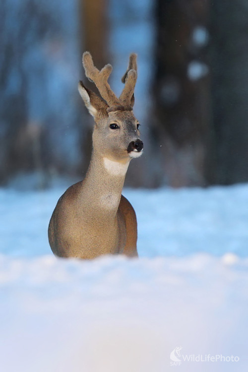 Fešák, Dominik Kalata