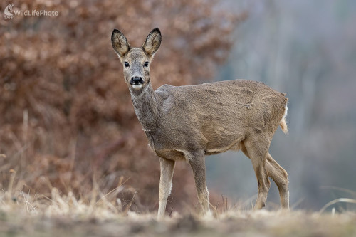 Srnka, Ľubomír Ondráško
