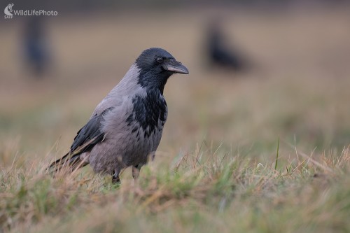 Vrana, Ľubomír Ondráško