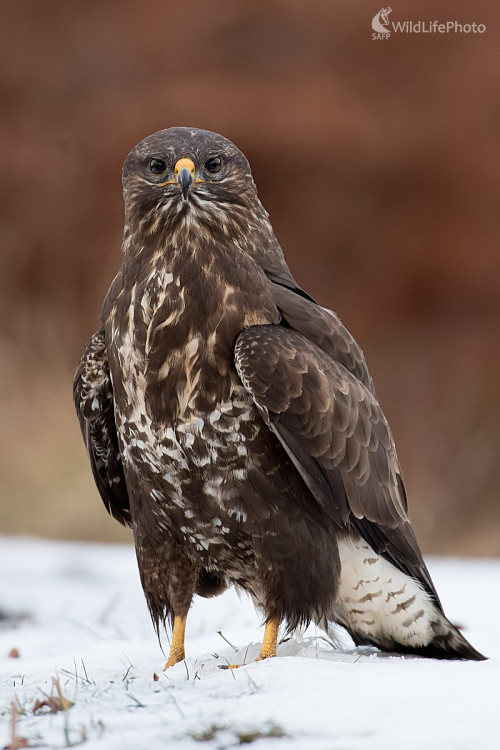 Myšiak, Ľubomír Ondráško