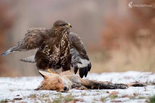 Obranár, Ľubomír Ondráško