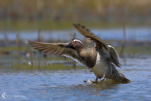 Lyžiar, Vladimír Michalec