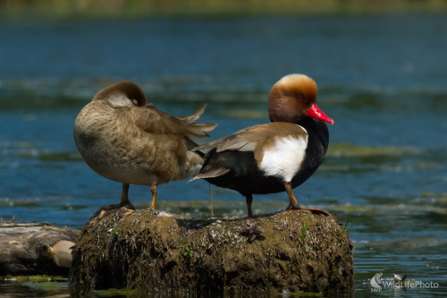 Hrdzavka potápavá, Edmund Lelkes