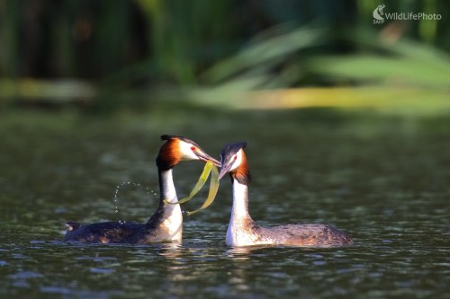 So svadobným darom, Vladimír Michalec