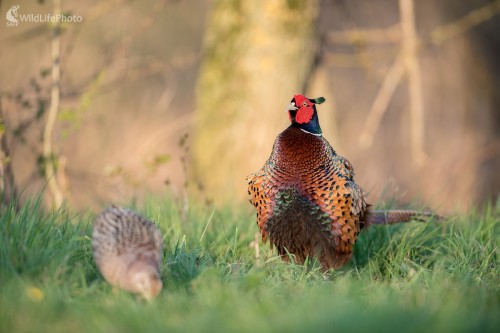 Šéf, Ľubomír Ondráško