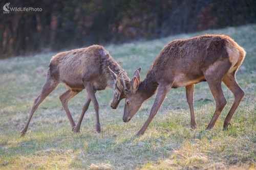 Nácvik, Martin Vondra