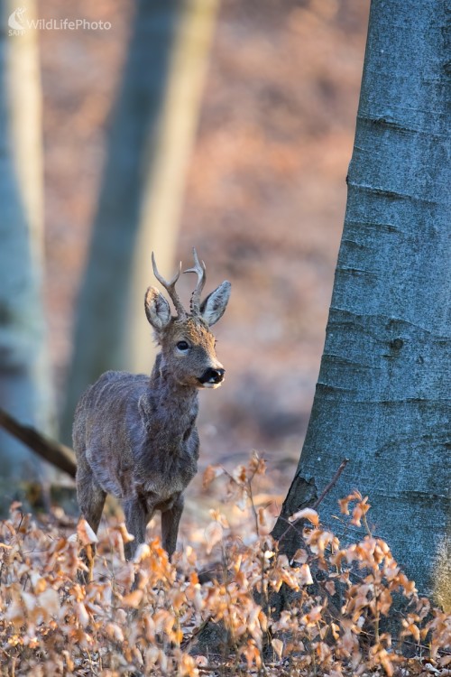 Tie čarovné rána , Martin Vondra