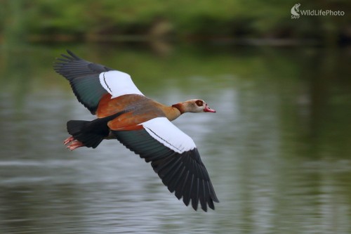 Egyptská hus, Vladimír Michalec