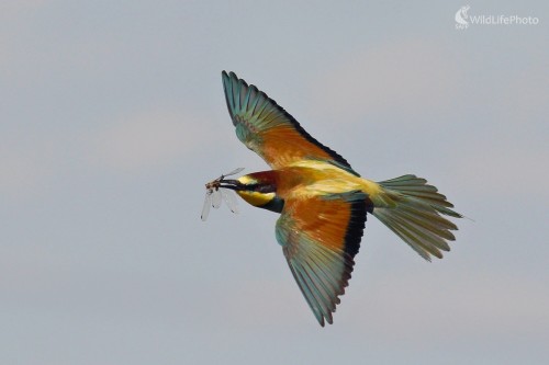 Lovec vážok, Vladimír Michalec