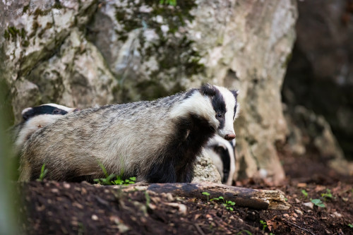 Rodinka, Martin Vondra