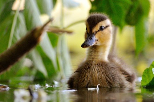 káčatko, Ján Maderič
