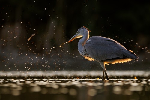 Volavka popolavá, Ján Maderič