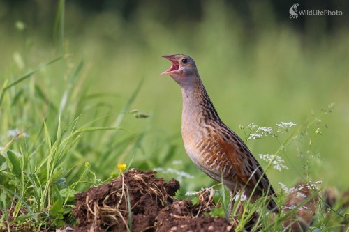 Ranné chrapkanie, Vladimír Michalec