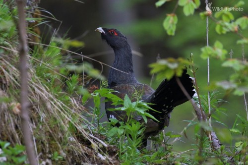 Mladý kohút, Vladimír Michalec