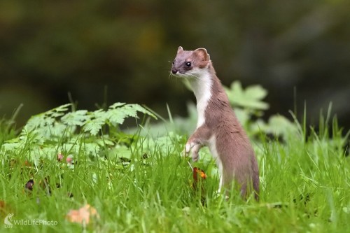 Hranostaj, Vladimír Michalec