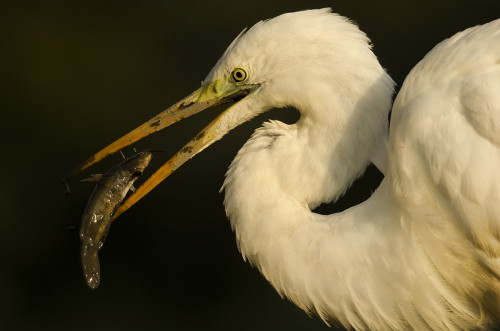 Bez šance, Peter Fodor