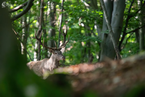 Príchod, Martin Vondra